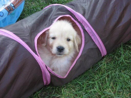 SiliGremlin tweet media