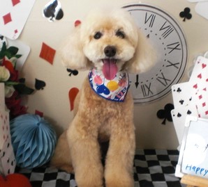PETandLIFE's tweet photo. おはようございます▽･ｗ･▽
#トリミング
#ペットホテル
#ペットサロン
#新規のお客様ポイント5倍
#おかげさまでオープン16周年
#みんな元気 https://t.co/4VqIfvGLD1