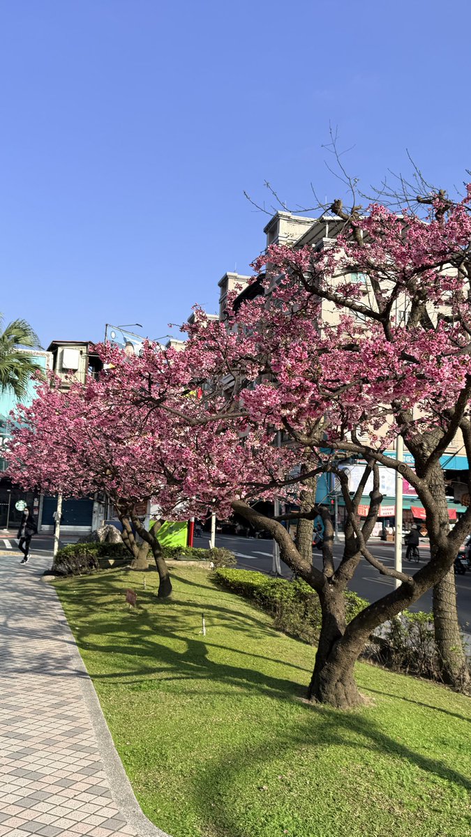 Adam_1518's tweet photo. 櫻花🌸 https://t.co/Hb6v9e56FB