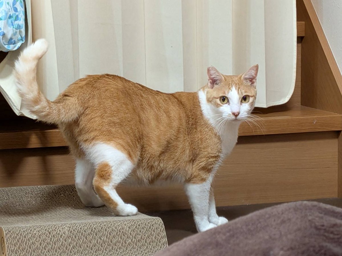 solphoto2012's tweet photo. 【迷子猫を探してます‼️】
2月8日に自宅を抜出しその後の情報がありません💦

静岡県沼津市大岡門池小学校付近

目撃した方はリプライやDMをいただけますと幸いです🙇‍♂️

名前：あんじゅ（避妊済）5歳
特徴：臆病、大きめな身体、鼻の右の毛色が茶色

#迷子猫  #迷い猫 #沼津市 #拡散希望 #門池小学校 https://t.co/UAMS1Xvk2Y