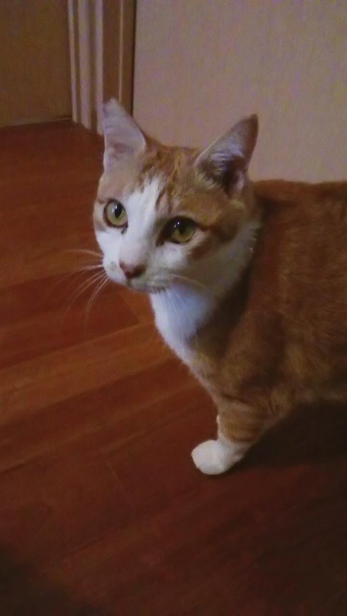 solphoto2012's tweet photo. 【迷子猫を探してます‼️】
2月8日に自宅を抜出しその後の情報がありません💦

静岡県沼津市大岡門池小学校付近

目撃した方はリプライやDMをいただけますと幸いです🙇‍♂️

名前：あんじゅ（避妊済）5歳
特徴：臆病、大きめな身体、鼻の右の毛色が茶色

#迷子猫  #迷い猫 #沼津市 #拡散希望 #門池小学校 https://t.co/UAMS1Xvk2Y