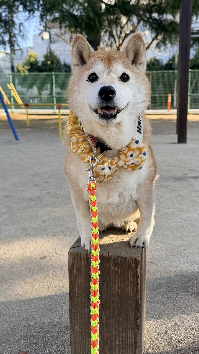 柴犬ハナ (@87shiba87) / Posts / X