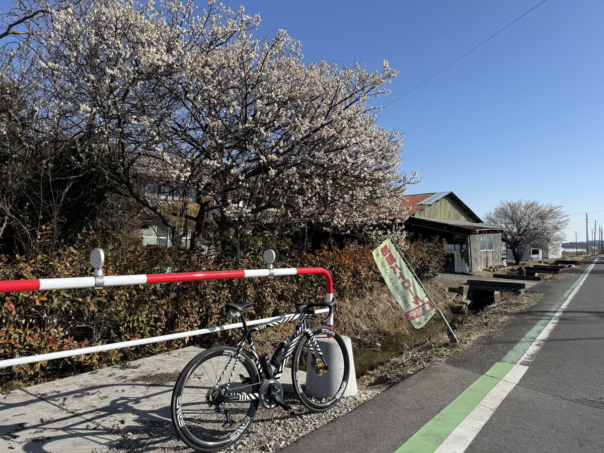 GOno46's tweet photo. 今日はいつものサイクリングロードを少し外れて梅鑑賞。
甘い香りがして癒された。
#AURUMBikes #MyAurum #darimocarbon #Enveses34 #iRideENVE #duraace #CeramicSpeed #ロードバイク https://t.co/RjKjRd0H1h