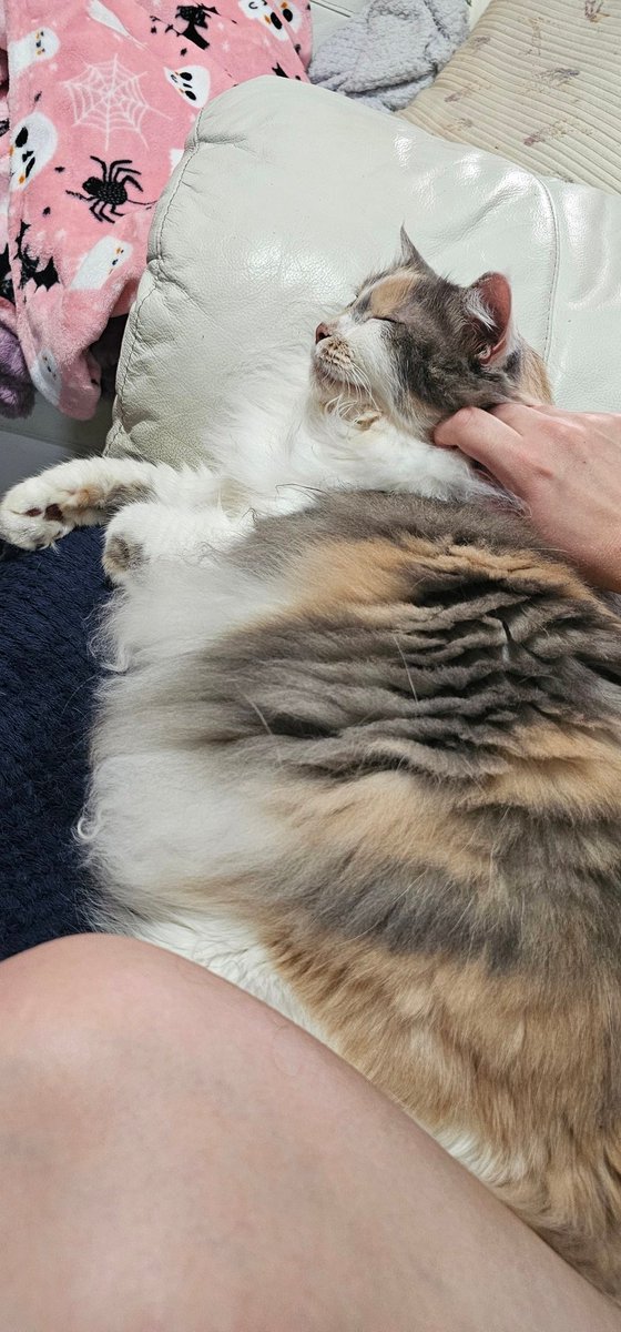 vixen ♡ birthday 20 march tweet media