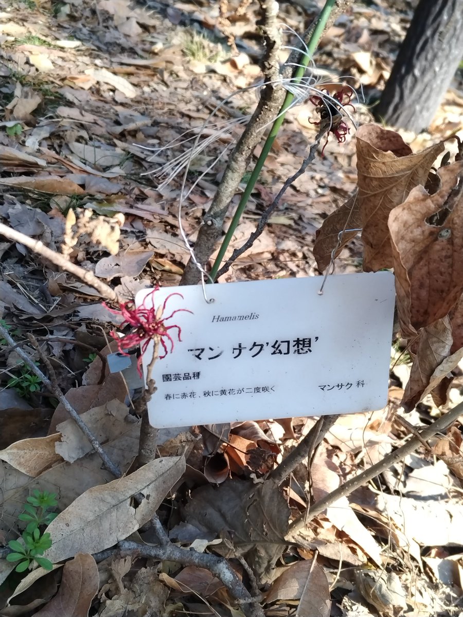 各種マンサク科の花が絶好調‼️(その1）】 マンサク