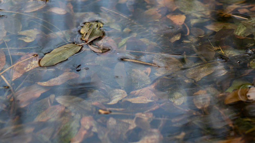 minniebon43's tweet image. Pond leaves! 🍁 

#pond #water #leaves