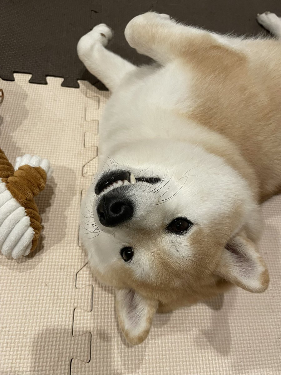 ゴロゴロしてるところ
とーちゃんにちょっかい出されて
少しイラッとしてます🐶🤏💢

#柴犬 #柴犬くるみ #柴犬のいるくらし