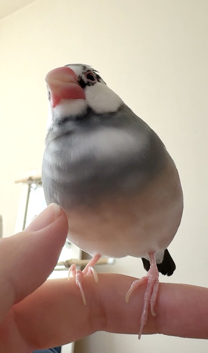 朝のおはふくちゃん