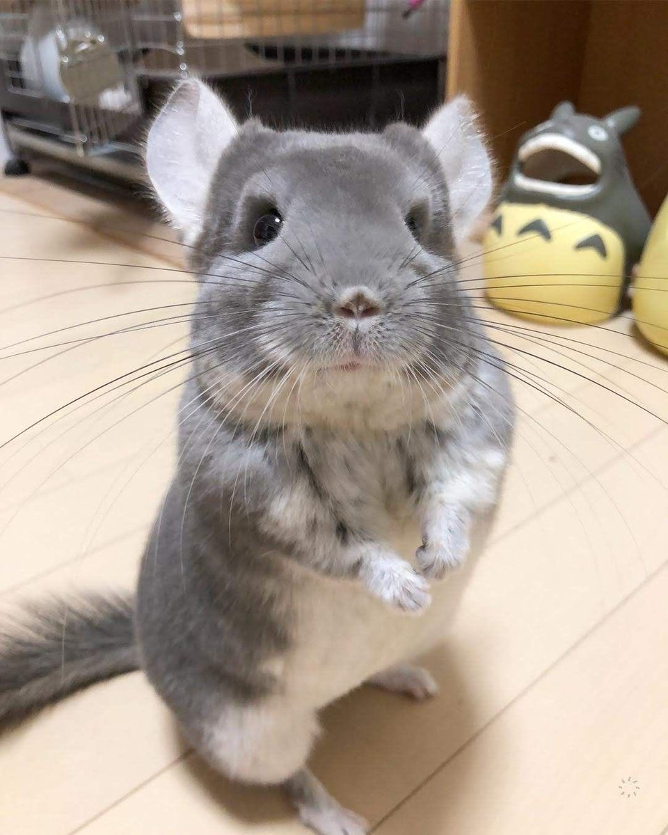 codesworth tweet media