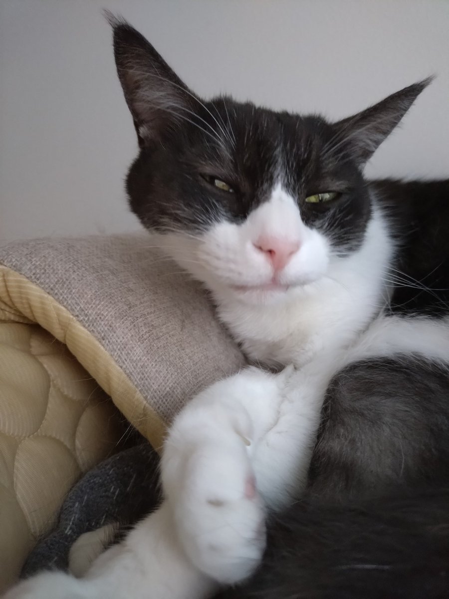 明日2/22「猫の日」と称しふざけた企業が猫を外に連れ出すことを推奨している！

真の猫飼い達よ！この週末はおうちでまったり猫と過ごしたり、DIYしたり、買ってきたウマウマをあげたり、おもちゃで遊んだり、グッズでダル絡みする様子をタグをつけて上げよう！

ねこはうち！！！ #猫の日 #ねこの日