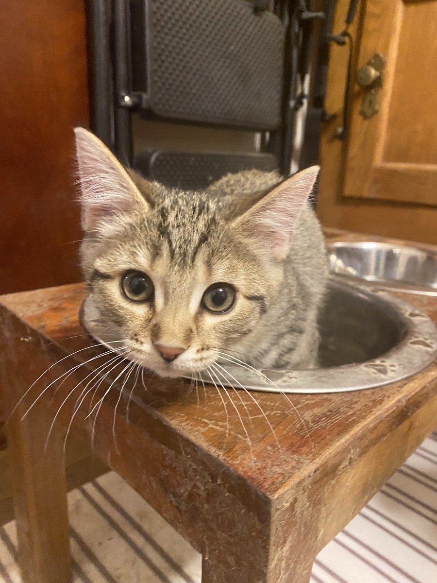 KristenFrame1's tweet photo. And, I claim this big bowl. #Agnes #kitten #Actioncat #Hedgewatch https://t.co/PB9sucqxir