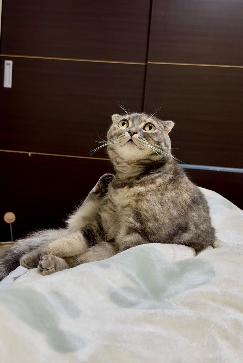 よろしくニャン✌️