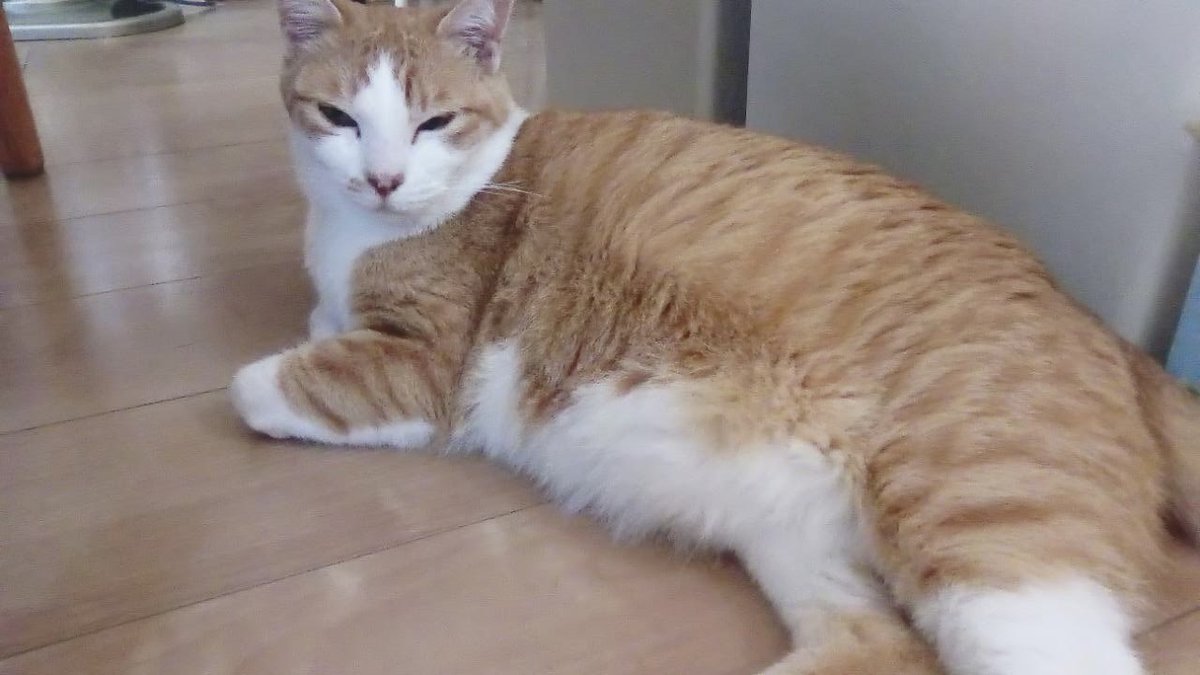 solphoto2012's tweet photo. 【迷子猫(あんじゅ)を探しています‼️】

行方不明になってから今日で13日、ペット探偵さんに4日依頼しても、情報なし。

朝と夜に捜索、捕獲器を見て、カメラに何も情報がない毎日が、辛い。

どうしたらいいものやら。

#迷子猫 #猫 #迷い猫 #静岡県 #沼津市 #大岡 
#門池小学校南側 #拡散希望 https://t.co/U1350cttvs