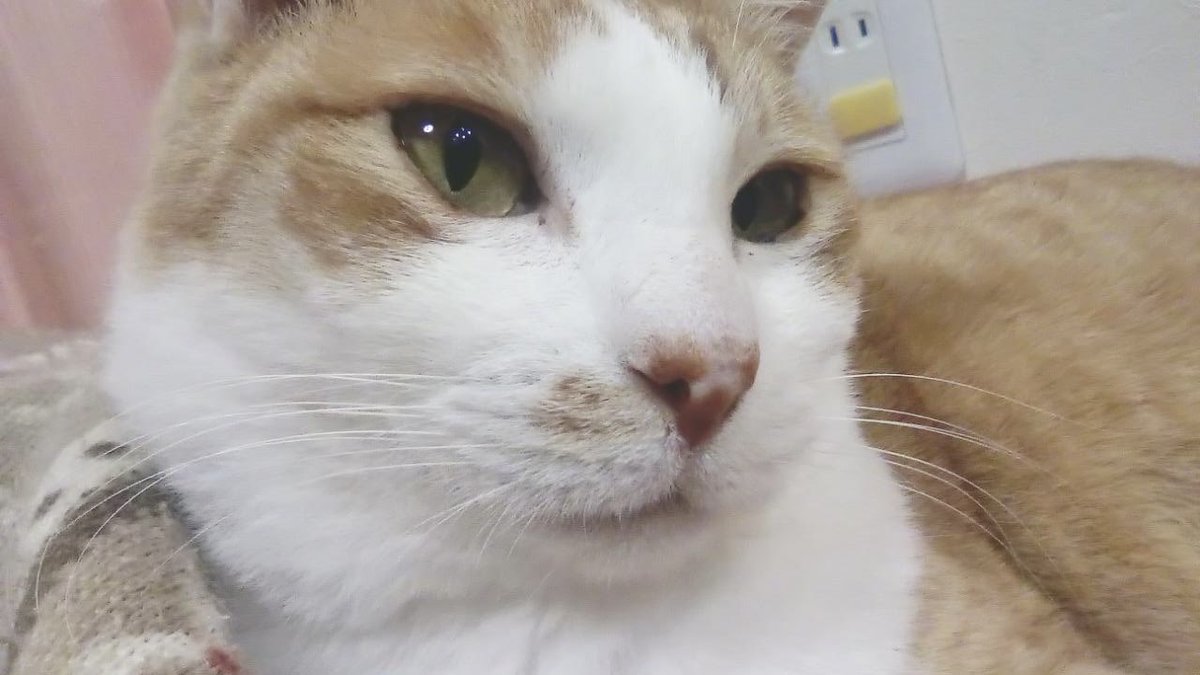 solphoto2012's tweet photo. 【迷子猫(あんじゅ)を探しています‼️】

行方不明になってから今日で13日、ペット探偵さんに4日依頼しても、情報なし。

朝と夜に捜索、捕獲器を見て、カメラに何も情報がない毎日が、辛い。

どうしたらいいものやら。

#迷子猫 #猫 #迷い猫 #静岡県 #沼津市 #大岡 
#門池小学校南側 #拡散希望 https://t.co/U1350cttvs