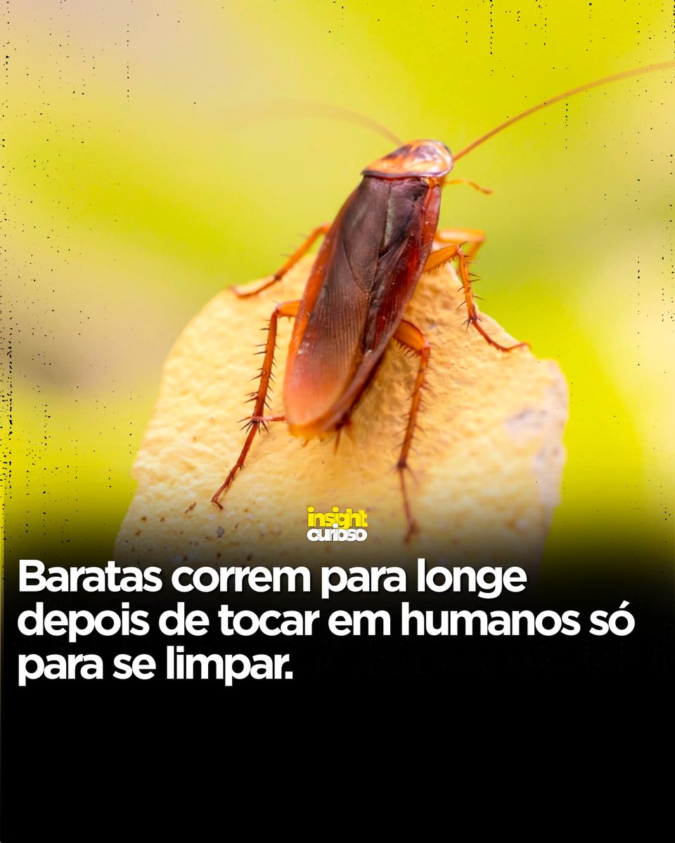 Paulo de Tarso tweet media