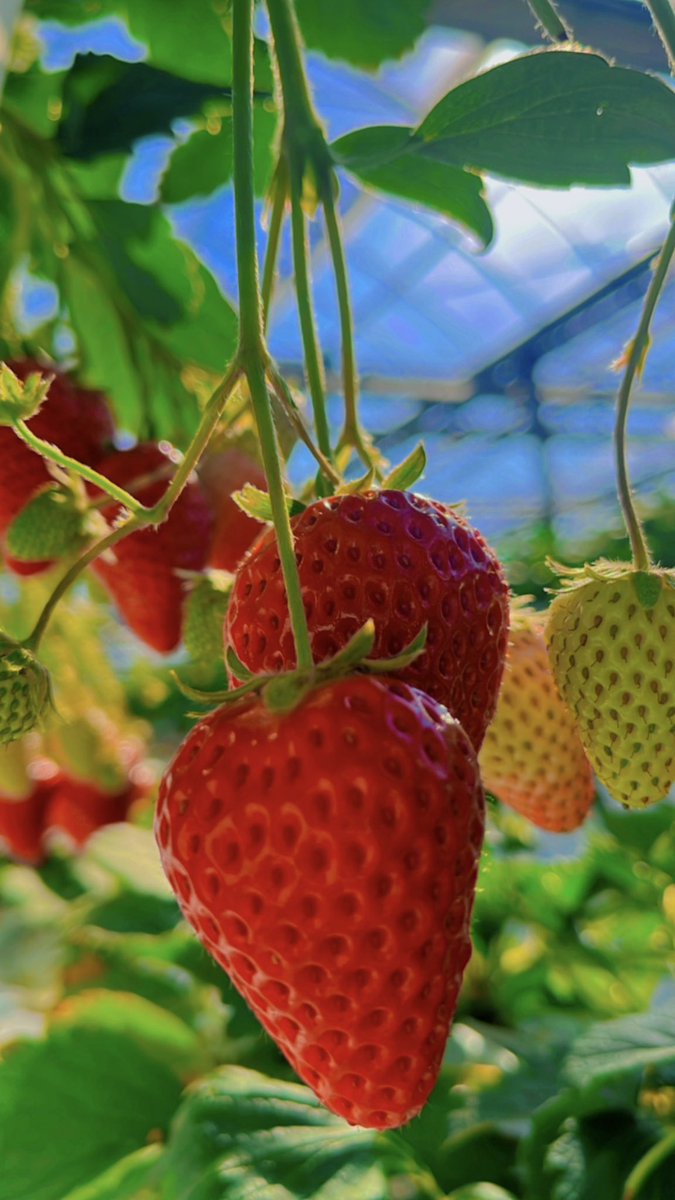 本日のいちご摘みは120名様ご案内です。 ご来店お待ちしております🍓