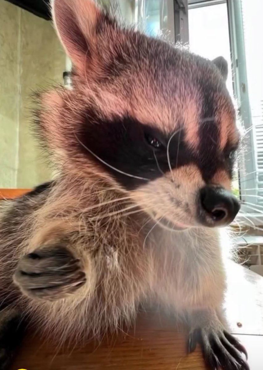 G5| BEBE tweet media