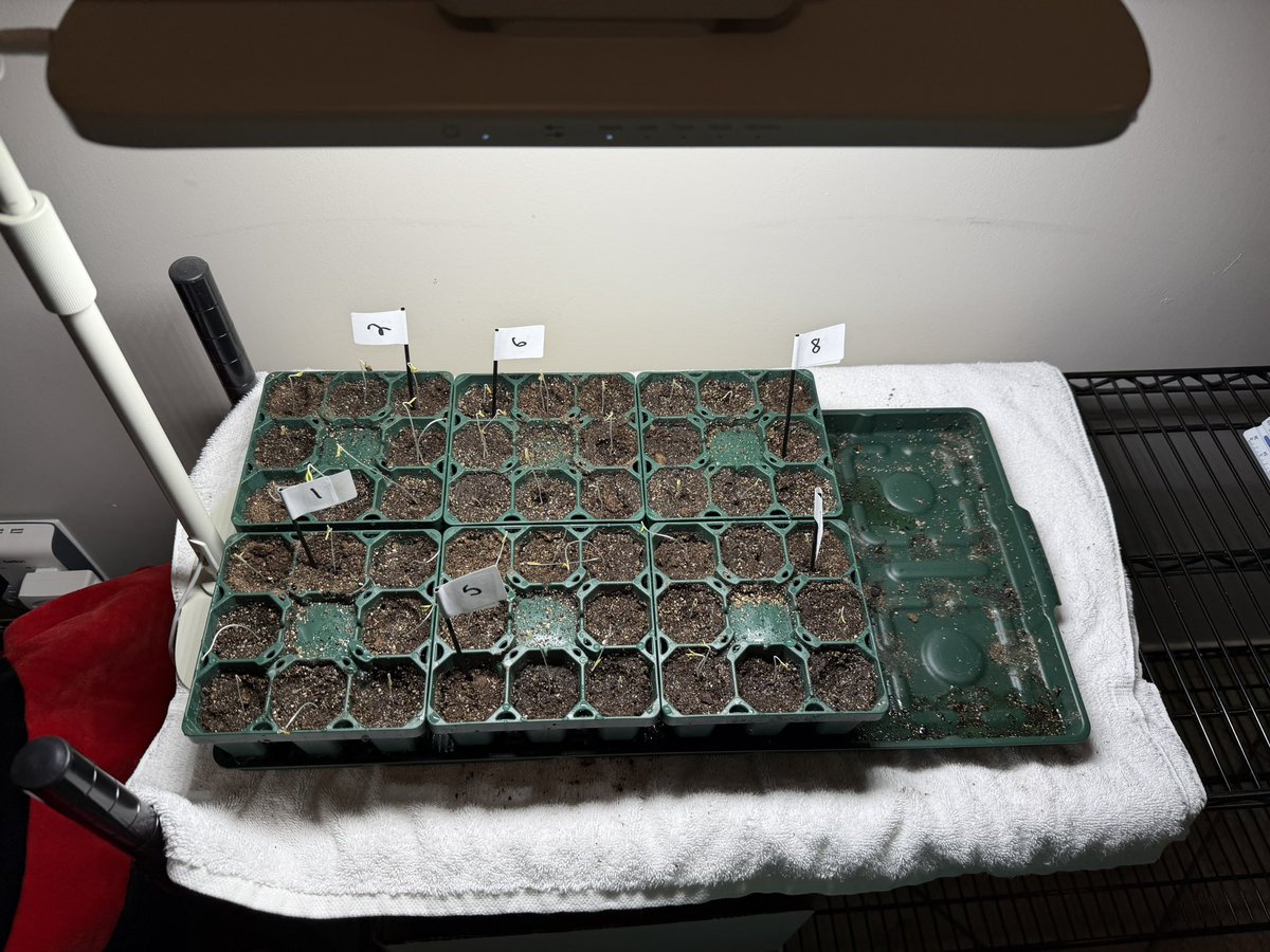 Car_Wreck_Doctor tweet media