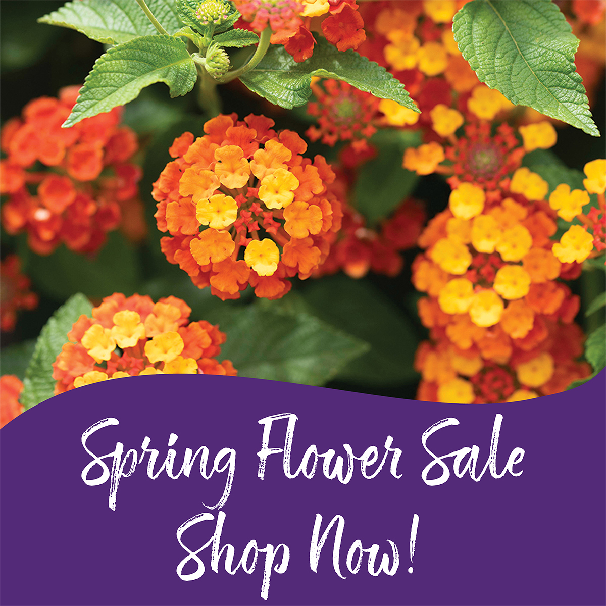 St. Michael Catholic School tweet media