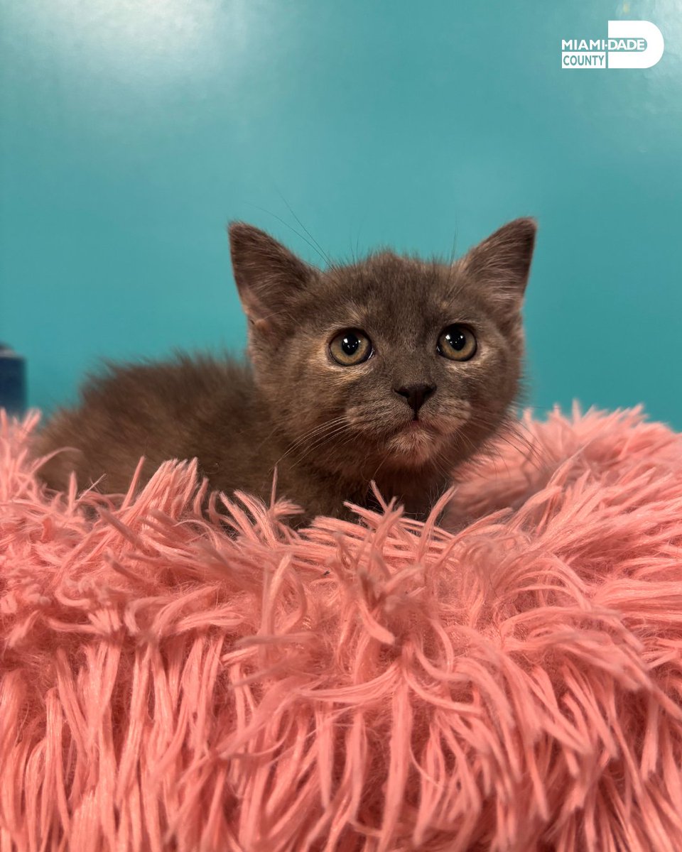 Miami-Dade County Animal Services tweet media