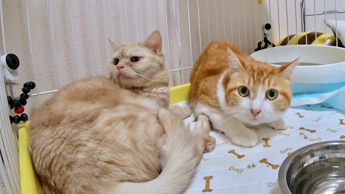 本日2/22は #猫の日 です！！ 前回の放送で新たなニャンズが #嗚呼