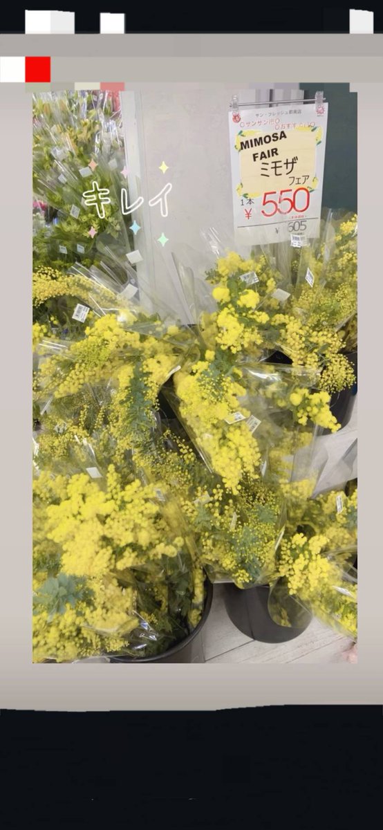 私個人のイチオシです！ ミモザ✨✨ 今だけのお花です！ドライになって