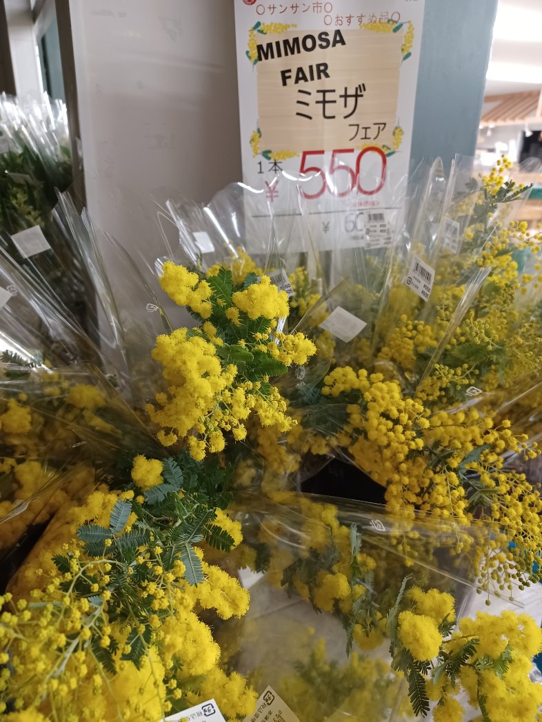 私個人のイチオシです！ ミモザ✨✨ 今だけのお花です！ドライになって