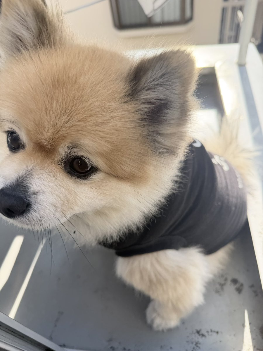 デカポメ🐶⛩️ポルくん🗼 (@AccessoryshopF) / Posts / X