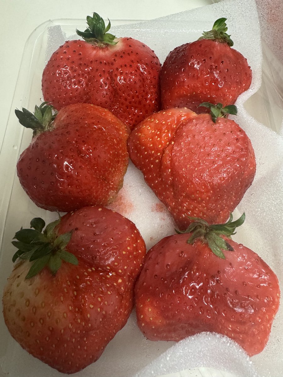 ik_Murata's tweet photo. ふるさと納税
🍓が好きで楽しみだった
なのに
熟れすぎ通り越して傷みすぎ
悲しすぎる😭
返礼品に🍓とか選ぶのが悪いのか
皆さんはご注意ください
#ふるさと納税返礼品
#福岡県
 #篠栗町
#いちご
#傷んでる https://t.co/1pRXbehtjg
