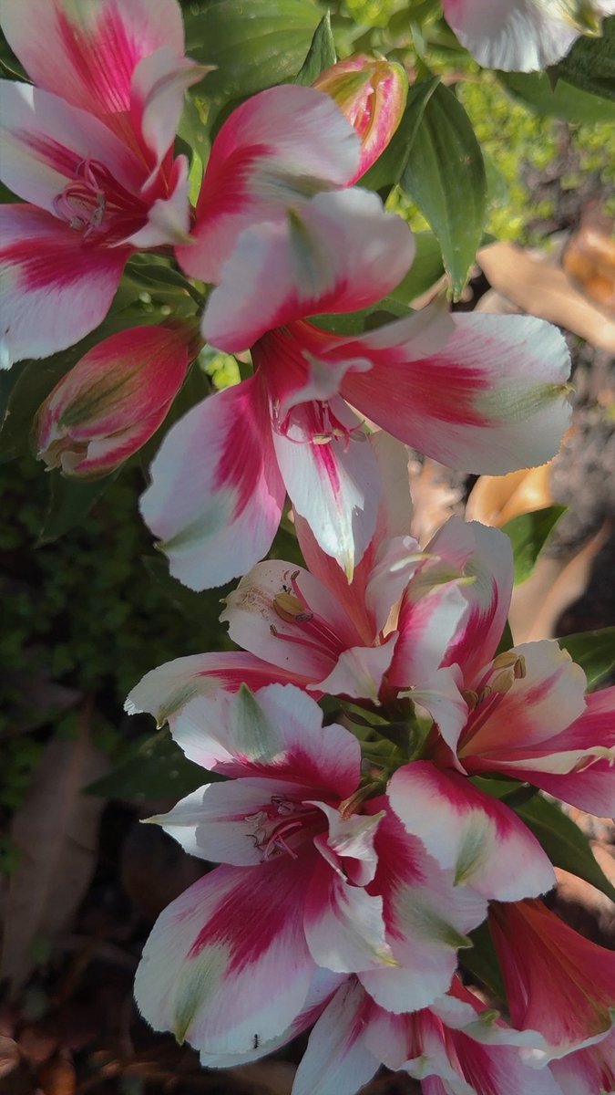 Krista 🌸✨ tweet media