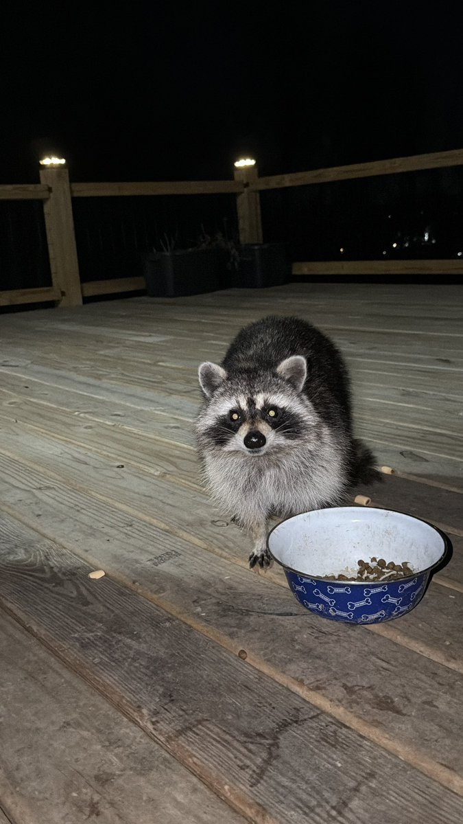 Schmidlin3rd's tweet photo. @Kentuckyweather Beautiful night for a little visitor in Boone County https://t.co/B6VZvk3k6r