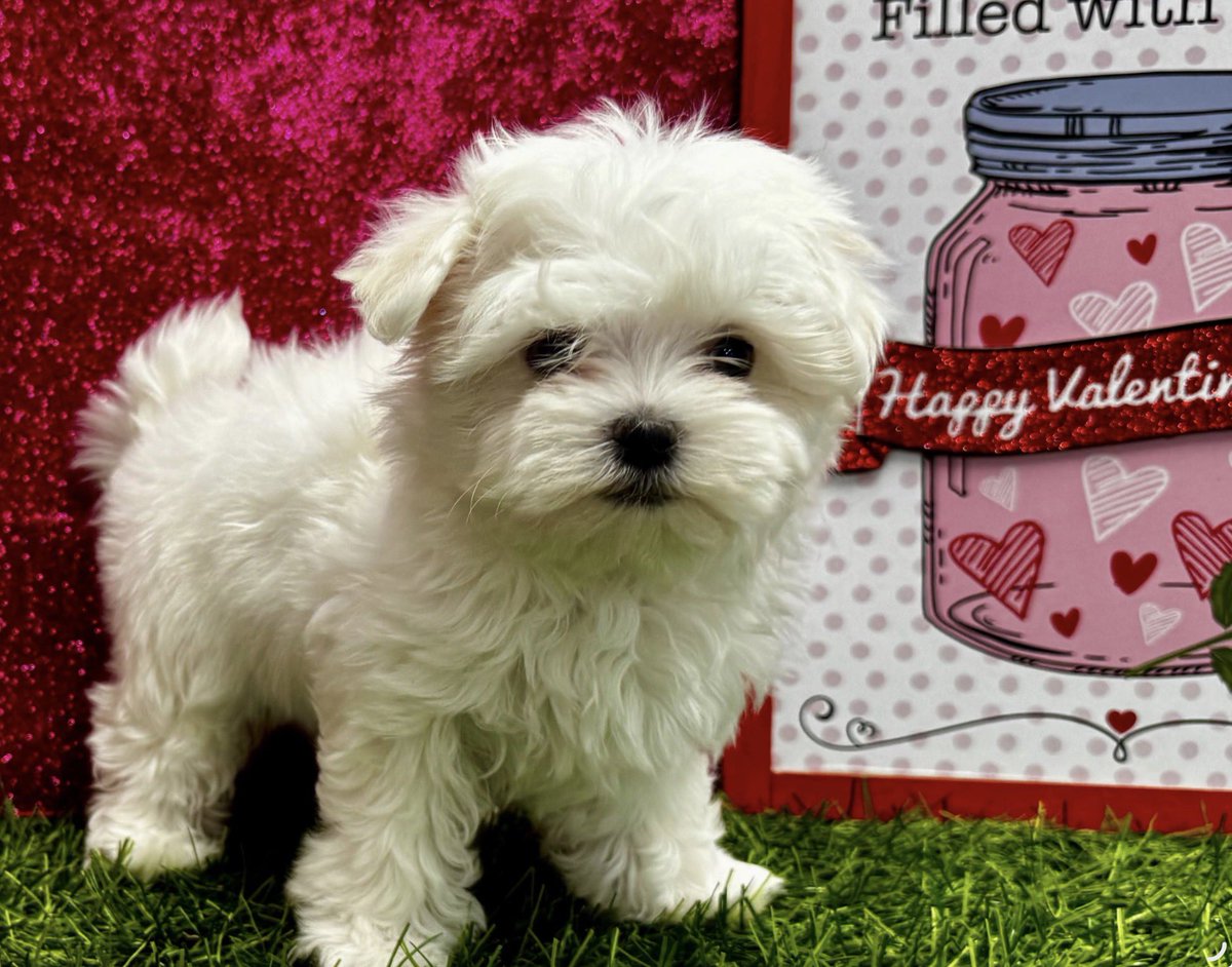 TarHeelBruin's tweet image. Mini Pearl is 2.1 lbs!
She is scheduled for pick up on 3/2.
And I should have her by 3/3 or 3/4.
So exciting!!
#Maltese