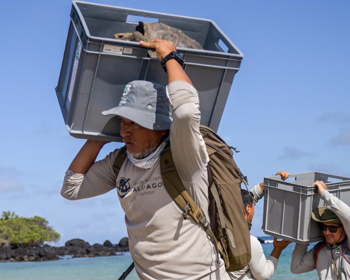 CGGalapagos's tweet photo. El presidente del Consejo de Gobierno, Carlos Ortega, participó en la liberación de 158 tortugas gigantes en Floreana, marcando el regreso de esta especie emblemática a la isla después de más de un siglo de ausencia y reafirmando el compromiso institucional con la conservación. https://t.co/a22vDPz2e7