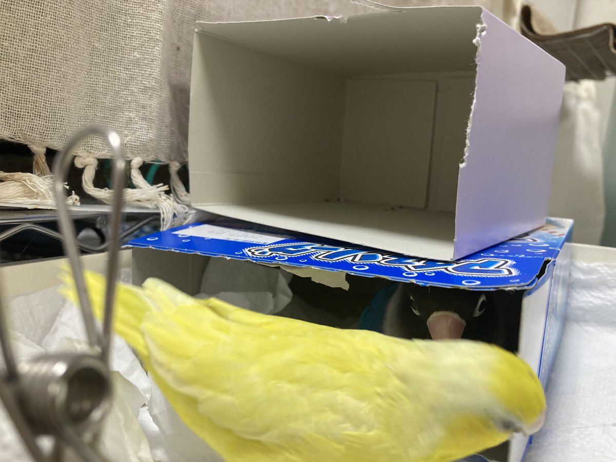 箱、ふたつあるのにねぇ…