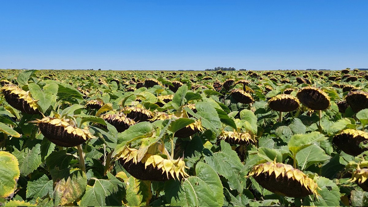 Guille Divito tweet media