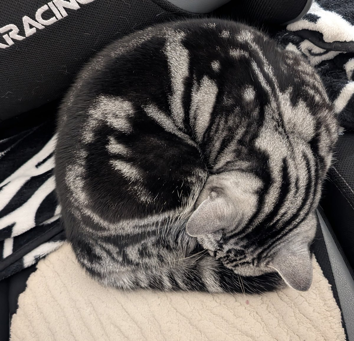 みっちゃん😎猫好き🐱万博ロス🟥🟦🥲 (@mitz0312) / Posts / X