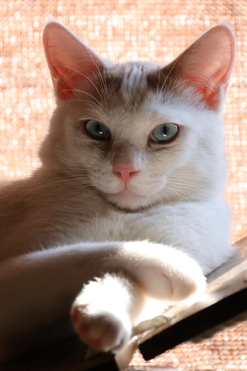 ムギ ＃ダーティーペア ＃ラブリーエンジェル #アニメ好きと繋がりたい