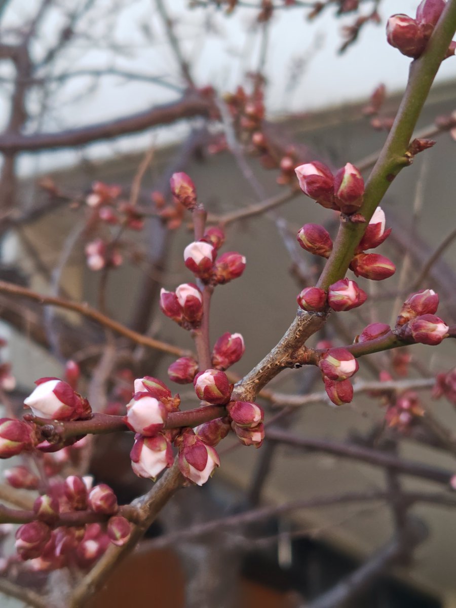 もう次の稽古ではサクッと通してみるみたいで。約60分ほど…の予定です。

着々と芽吹いてきている感じ。

そんな中、皆が稽古後に飲み食べしに行くのを、後ろ髪引かれつつ帰宅して。今は朝から西へ西へと移動しております…

【ご予約】
ticket.corich.jp/apply/422231/0…

#吉と成る
#はりのみたい