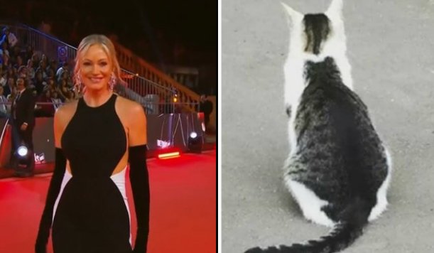 marcelmonc93's tweet photo. Marcela Vacarezza me recordó a este gato #GalaViña2026 https://t.co/we3U6LN5f9