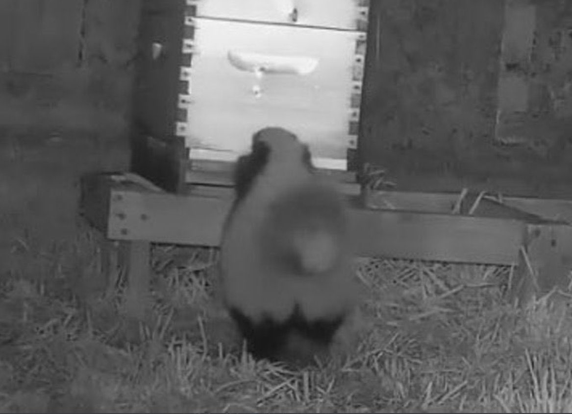 Old Hollow Tree (@oldhollowtree) on Twitter photo 