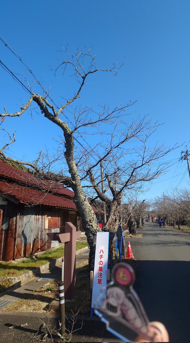 CutKappa's tweet image. ねの巣