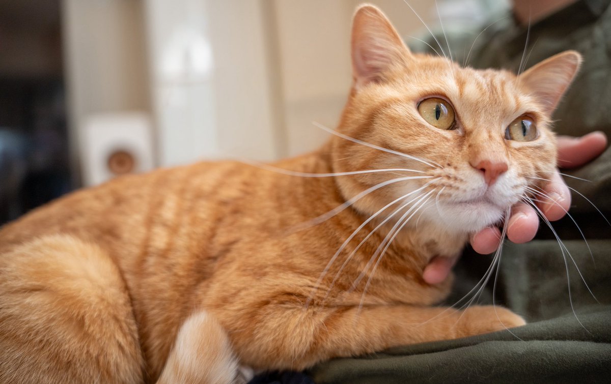 うちの茶トラも一番人間を信用してるかも 