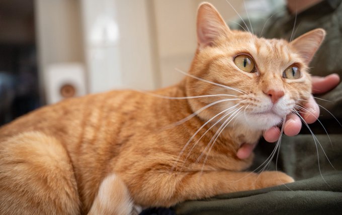 うちの茶トラも一番人間を信用してるかも 