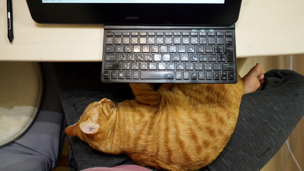 うちの茶トラも一番人間を信用してるかも 