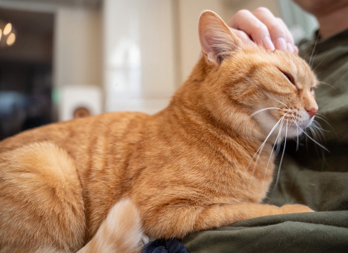 うちの茶トラも一番人間を信用してるかも 