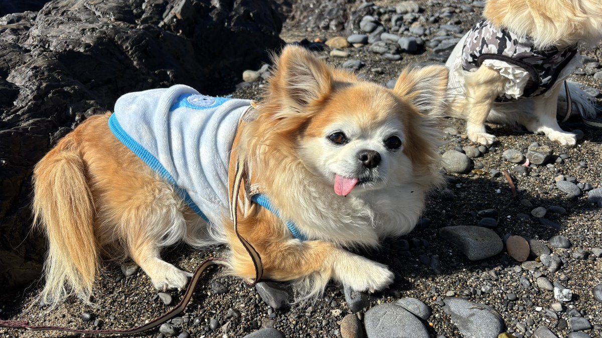 くつろいでるチビちゃん👅