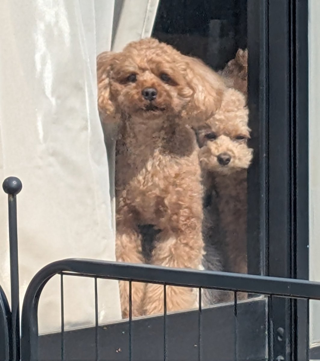 昨日主がカット＆カラー🩷から帰ってきた時のお出迎え…… ラ「ママかな