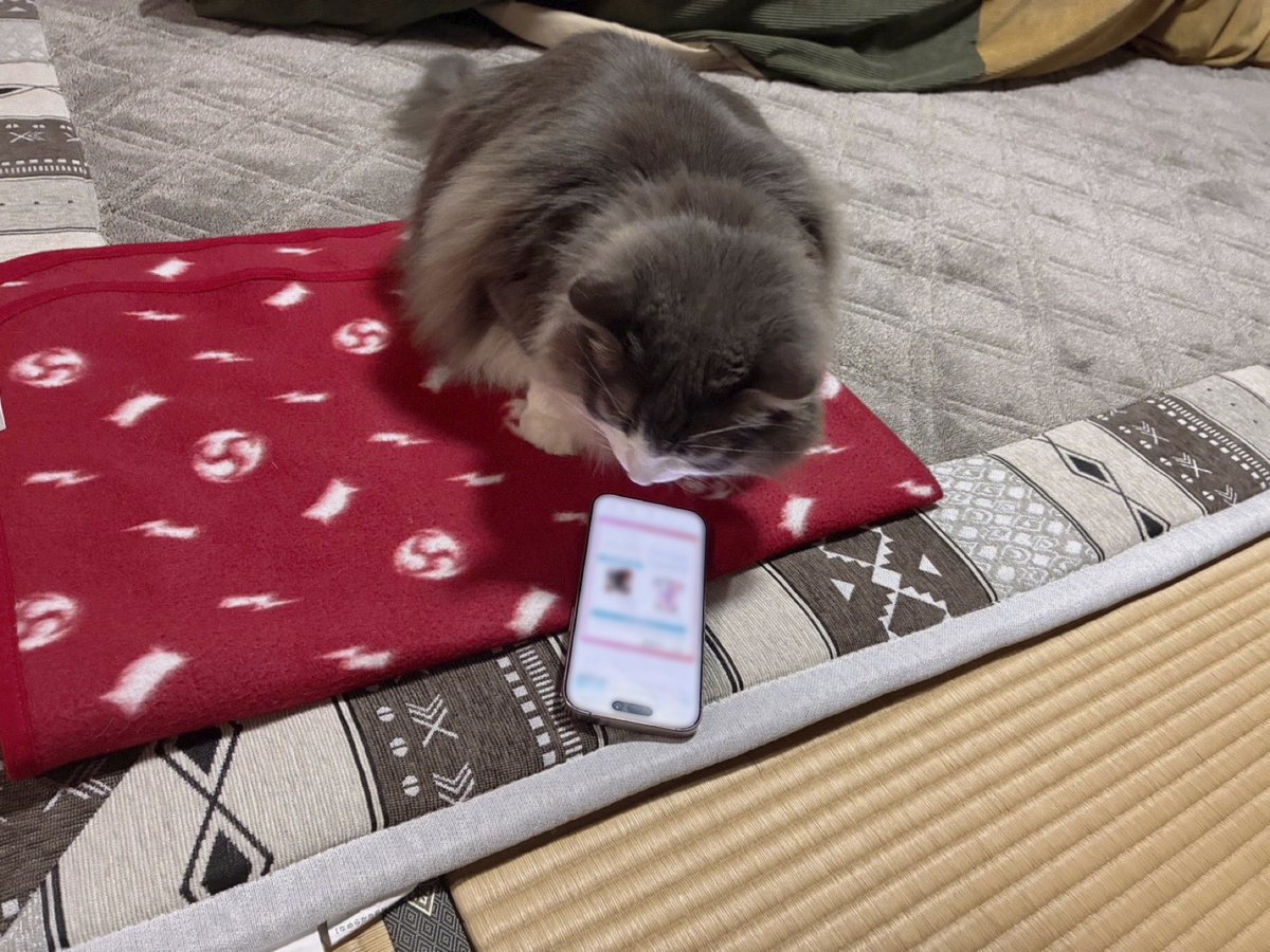 にゃんプロ【公式】 (@nyanpro_mercari) / Posts / X