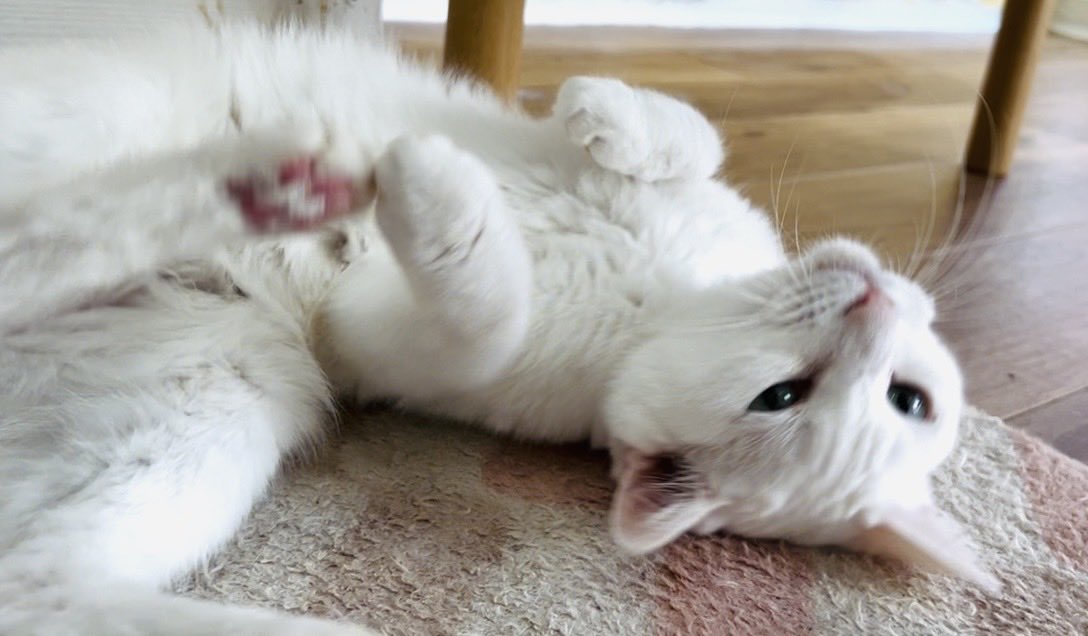 土曜日 〉 おはようございます。 今朝の可愛いラズベリーちゃん