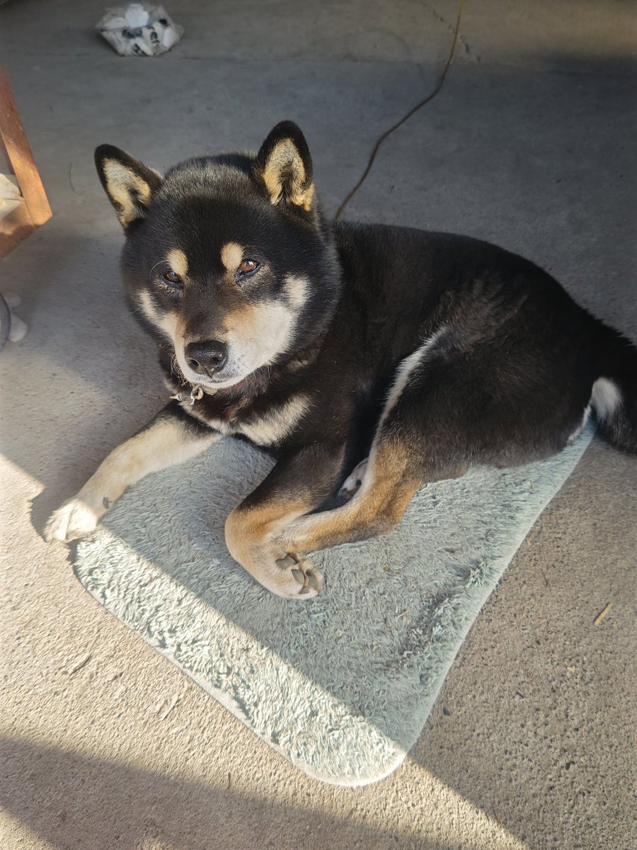 益子焼 木村製陶公式アカウント tweet media